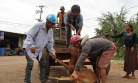 Vụ cấp bò không đứng được cho dân làm giống: Do bò... nhút nhát (?!)