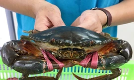 Cua Cà Mau được nhiều khách ưa chuộng.