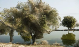 Những khoảnh khắc thế giới tự nhiên khiến con người phải 'dựng tóc gáy'