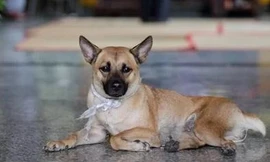 Chú chó túc trực bên linh cữu nghệ sĩ Xuân Hiếu gây xúc động