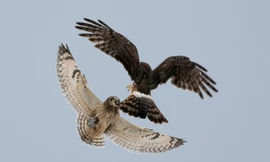 Chim ưng đuôi trắng táo tợn cướp mồi của cú tai ngắn