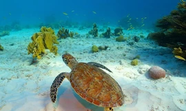 Curacao - đảo quốc của cự đà và những loài chim ruồi độc đáo