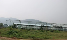 Dự án nuôi bò Bình Hà liên quan cha con ông Trần Bắc Hà còn lại gì?