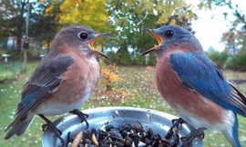 Cô gái đặt máy ảnh sau vườn nhà và chụp được cả đống ảnh chim chóc cực thú vị