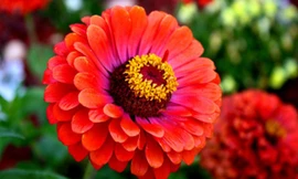 Dính nhựa của hoa cúc có thể gây dị ứng da.