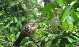 CLIP: Những loài chim độc đáo nhất thế giới