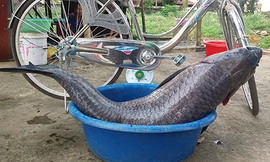 Con cá dài gần bằng chiếc xe đạp. Ảnh: Lam Sơn.