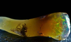 Viên đá Opal với mẫu côn trùng bên trong mới được phát hiện gần đây.