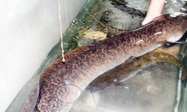 Con cá lệch “khủng” dài 1,6m, nặng 16kg.