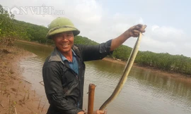 Nhờ đi săn cá nhệch, một loại cá trốn sâu dưới đáy bùn nơi cửa sông, cửa biển, vùng đầm lầy ven biển mà nhiều người dân ở huyện Nga Sơn có thể kiếm được nửa triệu mỗi ngày. Ảnh: Phạm Quân.