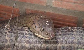 Bộ Nông nghiệp lên tiếng về cặp rắn 'khủng' 60kg ở núi Cấm