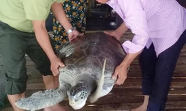 Anh Nghĩa bàn giao rùa biển cho cơ quan chức năng. Ảnh: Nhật Tân.