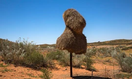 Tổ chim khổng lồ nặng cả tấn có hàng trăm 'phòng' trên cột điện thoại