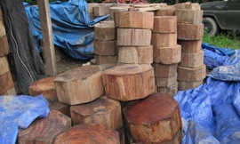 Gỗ nghiến bị lực lượng kiểm lâm Chợ Đồn thu giữ trước đó. Ảnh: Tuấn Nguyễn