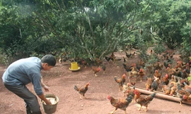 Hà Nội đẩy mạnh tiêu thụ gà đồi Yên Thế