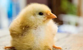 Gà đẻ con không cần trứng