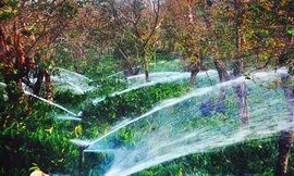 Cà phê Việt: Để có 20 tỷ USD mỗi năm…