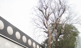 Hai cây xà cừ chết trên phố, nghi bị đóng đinh, đốt gốc