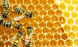 Những ai không nên ăn mật ong? 