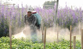 Thủ phủ hoa Tây Tựu vào vụ Tết