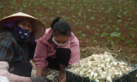 Những người rửa hành thuê có thể kiếm được khoảng 800 nghìn đồng/ngày