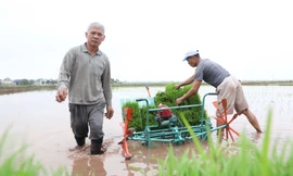 Hình ảnh người nông dân tất bật xuống ruộng cấy lúa khai xuân