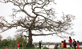 Những ngày qua, nhiều bạn trẻ đổ về cây gạo xã Tam Giang tham quan, chụp ảnh