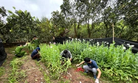 Lực lượng công an thu giữ cây thuốc phiện tại nhà đối tượng Tăng