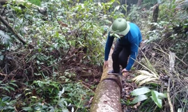 Những cây gỗ trong rừng đặc dụng Tây Yên Tử bị lâm tặc cưa đổ, rồi chặt ra nhều khúc dài hàng mét để ngổn ngang trong rừng