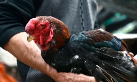 Hình ảnh giống gà tiến vua trong tranh Đông Hồ, chưa Tết đã hết hàng