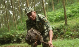 Thợ săn đang rũ trứng kiến ra khỏi tổ