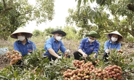 Đoàn viên huyện Lục Nạn bẻ vải giúp dân