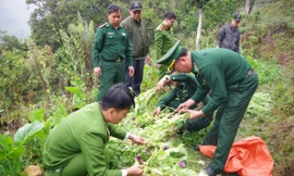 Phát hiện gần 1.000 cây thuốc phiện trong vườn rau cải tại Hà Giang