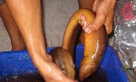 Xem lươn 'cực khủng', bụng màu vàng óng