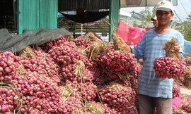 Hành tím Vĩnh Châu được giá