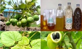 Nhiên liệu sinh học được tạo ra từ nhiều loại thực vật khác nhau. Ảnh minh họa(Nguồn: Internet)