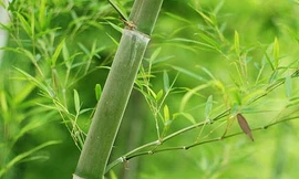 8 bài thuốc trị bệnh trời rét