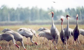 Sếu về Tràm Chim