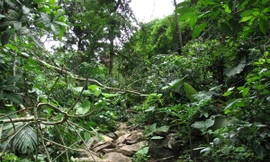 Con đường vận chuyển gỗ lậu của lâm tặc