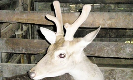 Không phải ai cũng dùng được nhung hươu