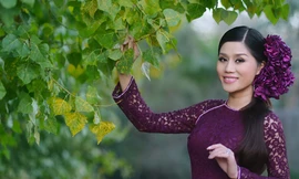 Nao lòng sắc tím Huế làm ấm mùa đông xứ Bắc