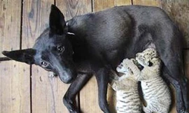 Chó 'nhận nuôi' con của sư tử và hổ