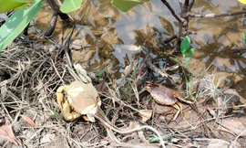 Hơn 630ha nuôi cua Cà Mau bị dịch bệnh, chưa có thuốc đặc trị