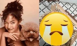 Cún cưng của Châu Bùi gặp nạn khi bay ra Hà Nội: Người nhà tố đơn vị vận chuyển vô trách nhiệm