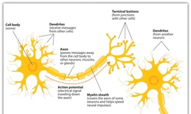 Xôn xao đề thi IELTS Writing về Sinh học, Gen Z đọc xong đều không khỏi "chằm Zn"
