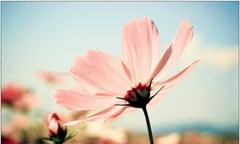 Chân Thật là gì?