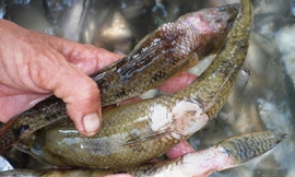 Cá sông Bàn Thạch chết hàng loạt
