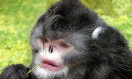 Phát hiện 10 loài sinh vật mới