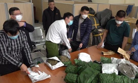 Công an Hà Nội triệt phá đường dây mua bán cần sa, thu giữ hơn 700 kg