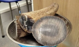 Hải quan Nội Bài phát hiện 2 du khách nghi vận chuyển sừng tê giác 